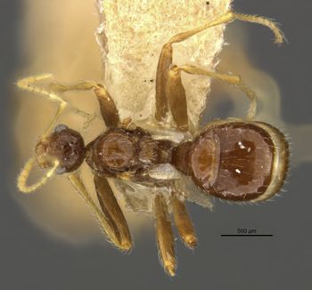 Media type: image;   Entomology 23312 Aspect: habitus dorsal view